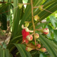 Barringtonia racemosa (L.) Spreng.